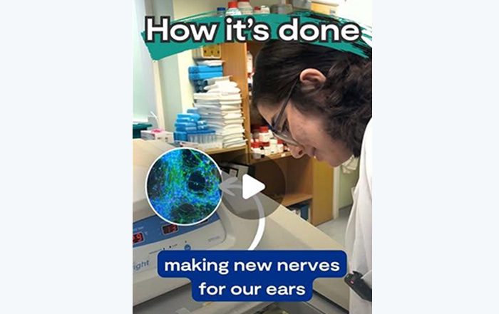 making new nerves for our ears